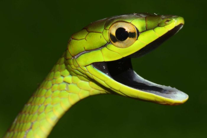 Els investigadors creuen que la disminució de serps tropicals a Panamà està relacionada amb la malaltia infecciosa del fong quítrid, mortal en les granotes.